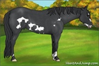 Horse Color:Blue Roan Frame