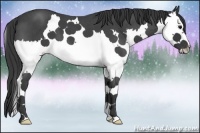Horse Color:Blue Roan Splash 