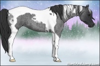 Horse Color:Blue Roan Tobiano 