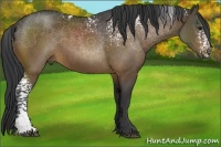 Horse Color:White Spotted Bay 