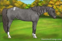 Horse Color:Liver Chestnut Appaloosa 
