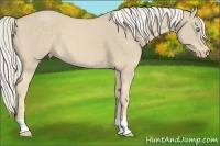 Horse Color:Cremello 