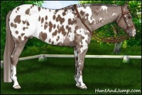 Horse Color:White Spotted Liver Chestnut Appaloosa 