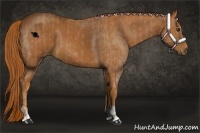 Horse Color:Chestnut  and Chestnut 
