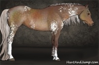 Horse Color:White Spotted Chocolate Silver Bay Sabino 