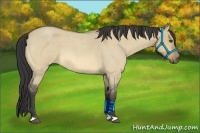 Horse Color:Buckskin Roan Dun 
