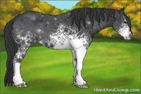 Horse Color:White Spotted Black