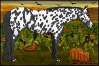 Horse Color:Black Frame Near Leopard 