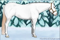 Horse Color:Buckskin Dun Sabino Appaloosa