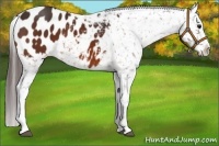 Horse Color:Bay Appaloosa 