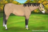 Horse Color:Buckskin Roan Splash 