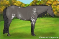 Horse Color:White Spotted Grullo 