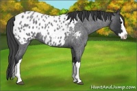 Horse Color:Blue Roan Splash Appaloosa 