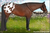 Horse Color:Bay Appaloosa