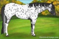 Horse Color:Blue Roan Tobiano Appaloosa