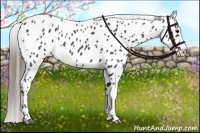 Horse Color:Smoky Black Appaloosa 