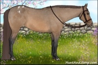 Horse Color:Bay Dun Appaloosa 