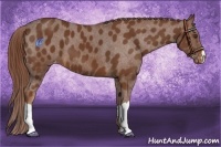 Horse Color:Chestnut Appaloosa