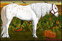 Horse Color:Buckskin Roan Varnish 
