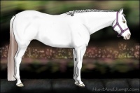 Horse Color:Amber Champagne Appaloosa