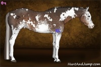 Horse Color:White Spotted Liver Chestnut 