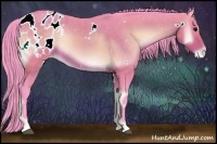 Horse Color:Watercolor White Spotted Buckskin Onyx Appaloosa Rabicano