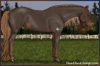 Horse Color:Liver Chestnut Rabicano 