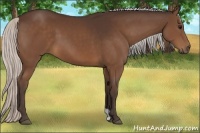 Horse Color:Silver Brown 