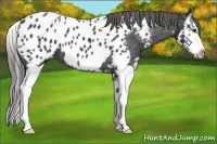 Horse Color:Smoky Black Splash Appaloosa