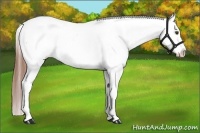 Horse Color:Chestnut Snowcap 