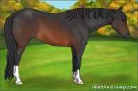 Horse Color:Brown 