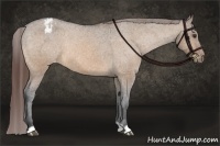 Horse Color:Bay Dun Appaloosa 