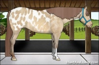 Horse Color:Amber Champagne Dun Appaloosa Rabicano 