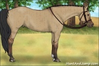 Horse Color:Bay Dun Brindle 