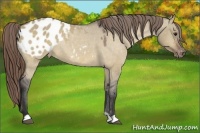 Horse Color:Buckskin Dun Appaloosa Rabicano 