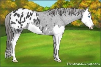 Horse Color:Blue Roan Splash Appaloosa 