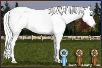 Horse Color:Gray Bay Splash Tobiano Rabicano