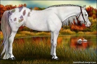 Horse Color:Nacre Liver Red Dun Splash Appaloosa 