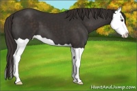 Horse Color:Liver Chestnut Splash 