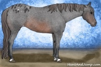 Horse Color:Brown Appaloosa