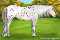 Horse Color:Buckskin Appaloosa 