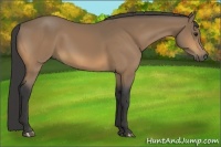 Horse Color:Buckskin 