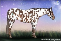 Horse Color:Liver Chestnut Near Leopard 