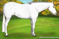 Horse Color:Palomino Appaloosa 