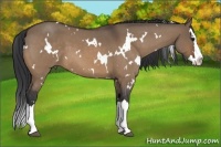 Horse Color:White Spotted Bay Roan Dun Splash