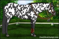 Horse Color:Black Near Leopard 
