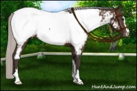 Horse Color:Silver Brown Sabino Near Fewspot