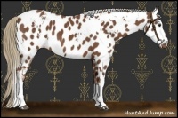 Horse Color:White Spotted Chestnut Appaloosa 