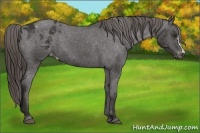 Horse Color:Liver Chestnut Appaloosa 