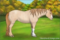Horse Color:Gold Champagne Roan